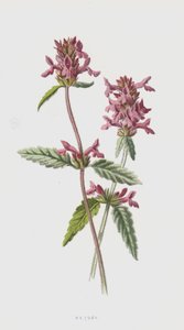 Betónica de Frederick Edward Hulme