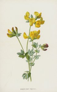 Trébol de los pájaros de Frederick Edward Hulme