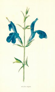 Salvia azul