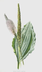 Llantén de hoja ancha de Frederick Edward Hulme