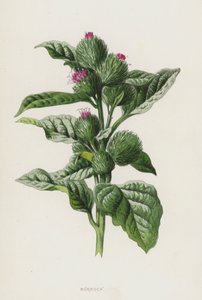 Bardana de Frederick Edward Hulme