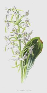 Orquídea mariposa