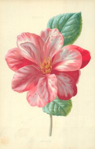 Camellia de Frederick Edward Hulme