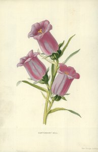 Campanilla de Canterbury de Frederick Edward Hulme