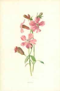 Silene de Frederick Edward Hulme