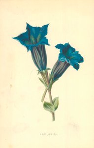 Centianella