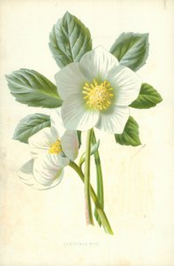Rosa de Navidad