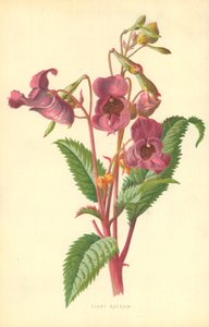 Ciant Balsam de Frederick Edward Hulme