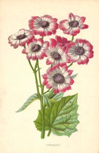 Cineraria