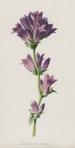 Campanula glomerata