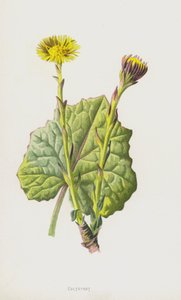 Tusílago de Frederick Edward Hulme
