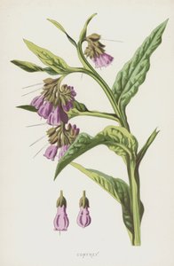 Consuelda