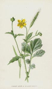 Geum urbano y Cebada de prado de Frederick Edward Hulme