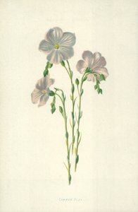 Lino común de Frederick Edward Hulme