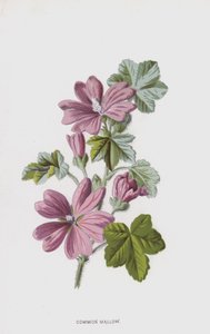 Malva común de Frederick Edward Hulme