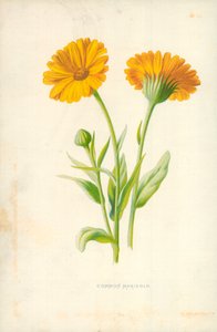 Caléndula común
