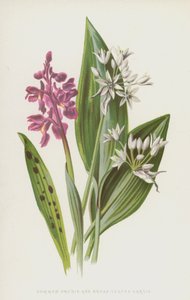 Orquídea común y ajo de hoja ancha