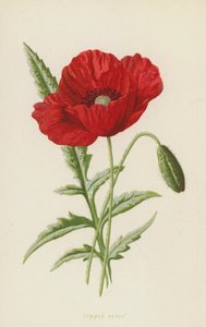 Amapola común