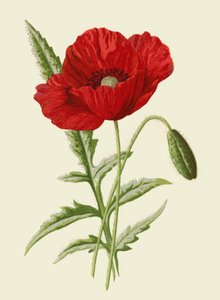 Amapola Común