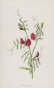 Veza común de Frederick Edward Hulme