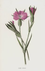 Agrostema de Frederick Edward Hulme
