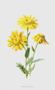 Caléndula silvestre