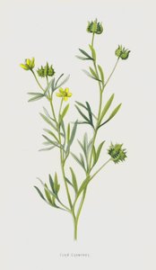 Ranúnculo de Maíz de Frederick Edward Hulme