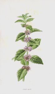 Menta de maíz de Frederick Edward Hulme