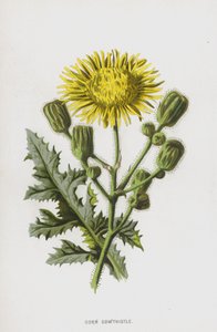 Sonchus arvensis de Frederick Edward Hulme