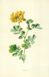 Coronilla de Frederick Edward Hulme