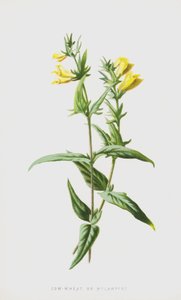 Trigo de vaca o Melampyre de Frederick Edward Hulme