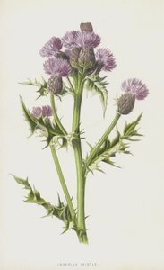 Cardo Rastrero de Frederick Edward Hulme