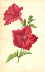 Petunia carmesí de Frederick Edward Hulme