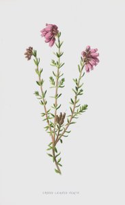 Brezo de hojas cruzadas de Frederick Edward Hulme