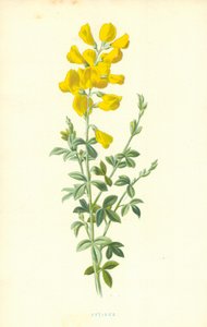 Cytisus de Frederick Edward Hulme