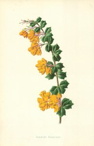 Barberry de Darwin