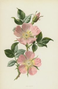 Rosa canina de Frederick Edward Hulme