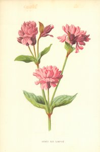 Silene Doble Roja de Frederick Edward Hulme
