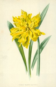 Narciso de doble trompeta de Frederick Edward Hulme