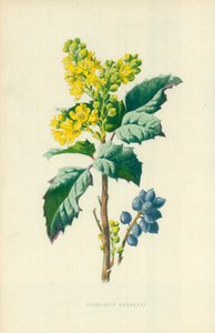 Bérbero perenne de Frederick Edward Hulme