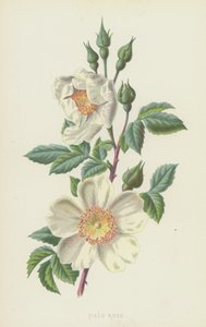 Rosa de campo de Frederick Edward Hulme