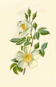 Rosa del campo, 1877 de Frederick Edward Hulme