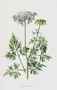 Cicuta menor