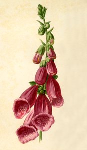 Dedalera, 1877 de Frederick Edward Hulme