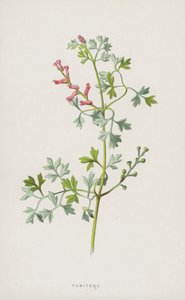 Fumaria de Frederick Edward Hulme