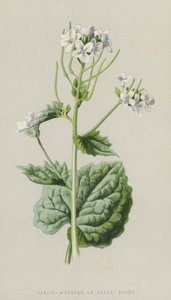 Ajo mostaza de Frederick Edward Hulme