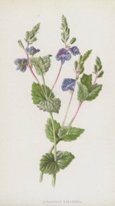 Verónica germander
