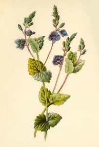 Verónica, 1877 de Frederick Edward Hulme
