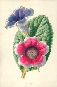 Gloxinia