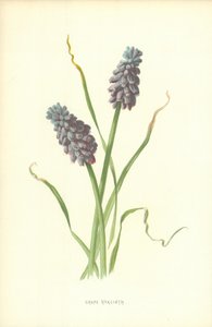 Jacinto de uva de Frederick Edward Hulme